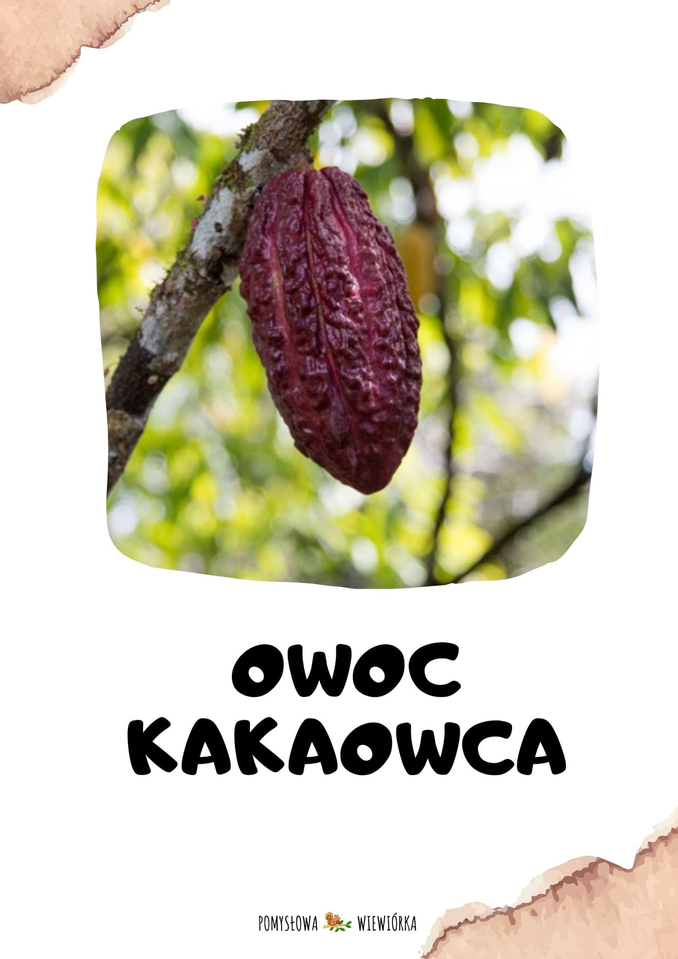 Owoc kakaowca