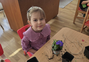 Sadzenie bratków przy stoliczkach pod nadzorem prowadzących warsztaty.