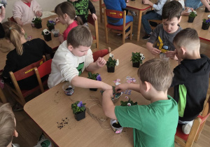 Sadzenie bratków przy stoliczkach pod nadzorem prowadzących warsztaty.