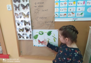 Lena wskazuje poszczególne fazy rozwoju motyla.