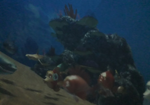 Kadr z filmu o koralowej rafie.