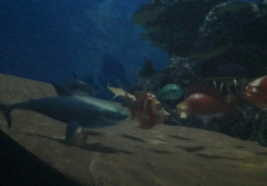 Kadr z filmu o koralowej rafie.