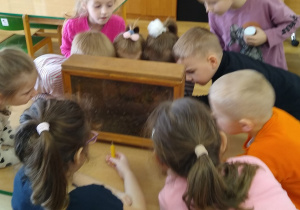 Przedszkolaki z ogromną uwagą obserwują pszczelą mini-pasiekę.