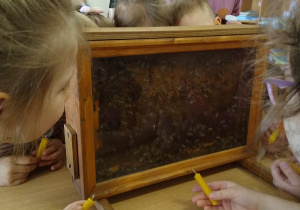 Dzieci mogły z bliska przyjrzeć się jak wyglądają pszczoły.