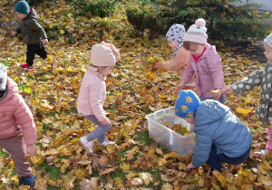 Maluszki zbierają liście, porządkują plac wokół przedszkola.