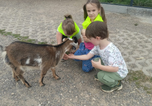 Chłopiec i dwie dziewczynki karmią suchą karmą małą kózkę.