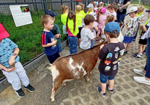 Przedszkolaki zwiedzają ptaszarnię między nimi stoi koza.
