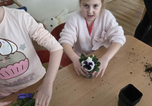 Sadzenie bratków przy stoliczkach pod nadzorem prowadzących warsztaty.