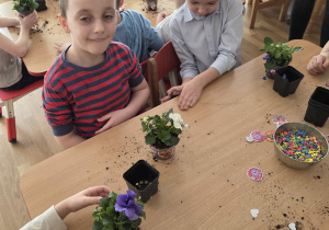 Sadzenie bratków przy stoliczkach pod nadzorem prowadzących warsztaty.