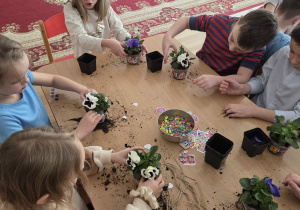 Sadzenie bratków przy stoliczkach pod nadzorem prowadzących warsztaty.