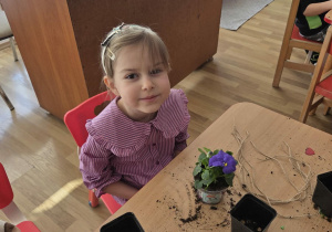 Sadzenie bratków przy stoliczkach pod nadzorem prowadzących warsztaty.